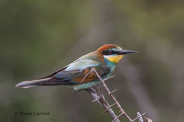 European bee-eater, South Africa...