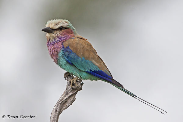 Lilac-breasted roller, South Africa...