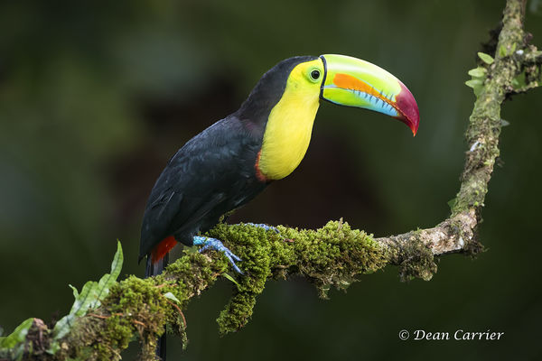Keel-billed toucan, Costa Rica...