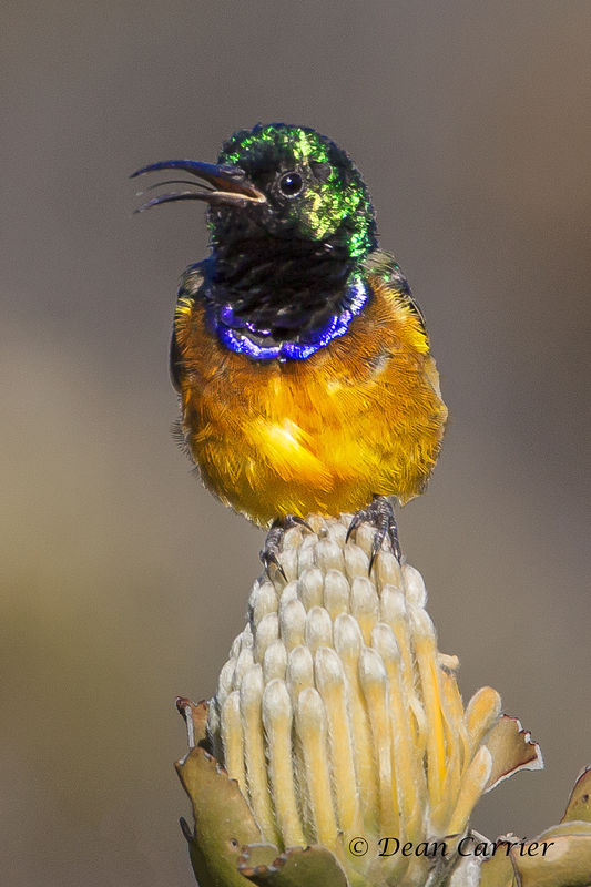 Orange-breasted sunbird, South Africa...