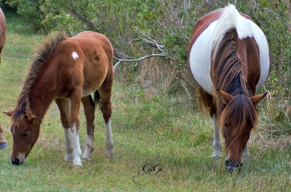 Miss Macky and her yet to be name colt, born 6.21....