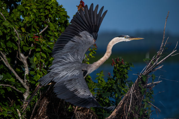 A Great Blue Heron...