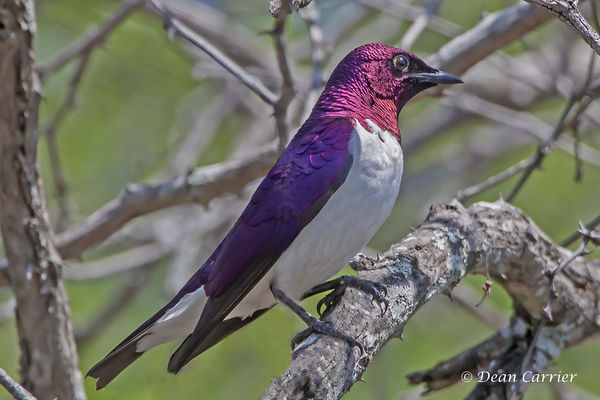 Violet-backed starling, South Africa...