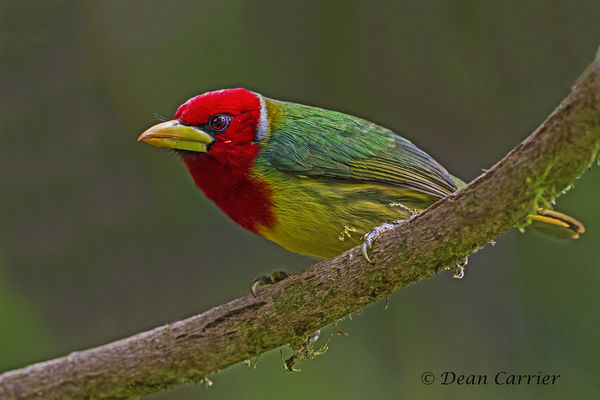 Red-headed barbet, Ecuador...