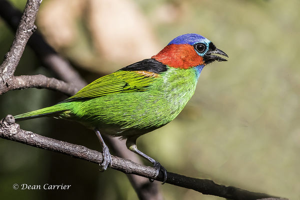 Red-necked tanager, Brazil...