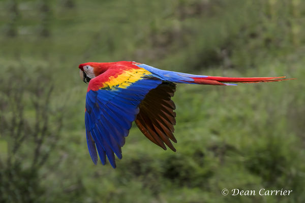 Scarlet macaw, Costa Rica...