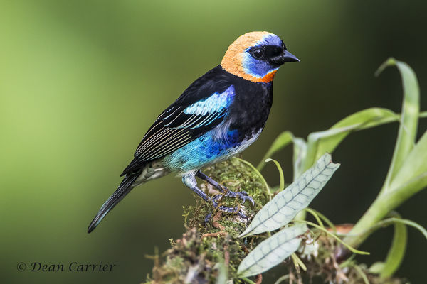 Golden-hooded tanager, Panama...