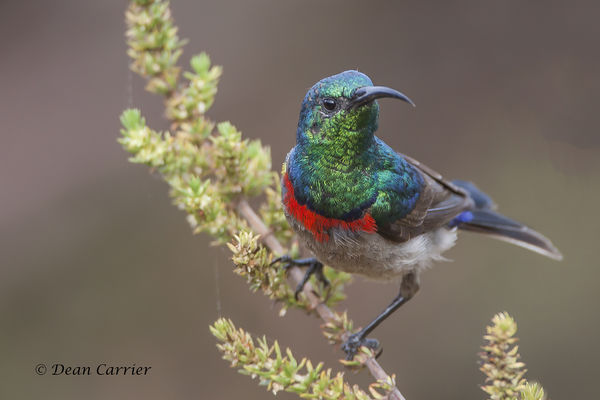Double-collared sunbird, South Africa...