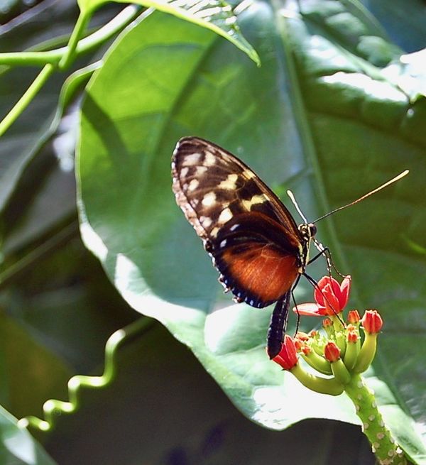 Butterfly Raiin Forest, Gainesville FL...