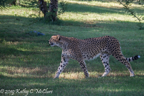 One of three cheetahs...