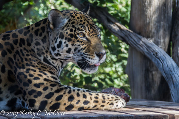 Lucero, a rescued jaguar....