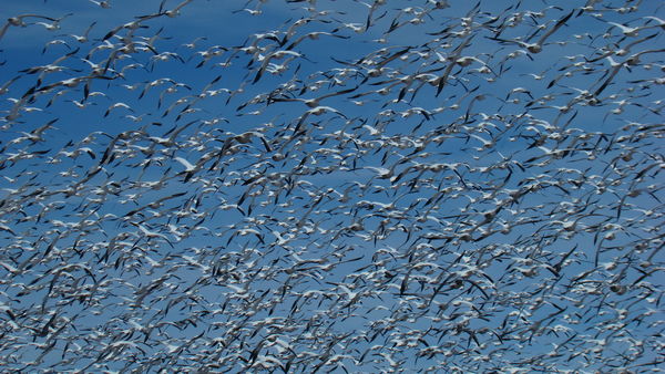 more snow geese on the move...
