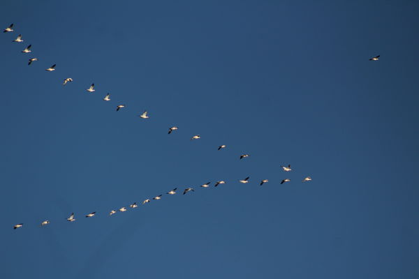 geese in formation with one exception...