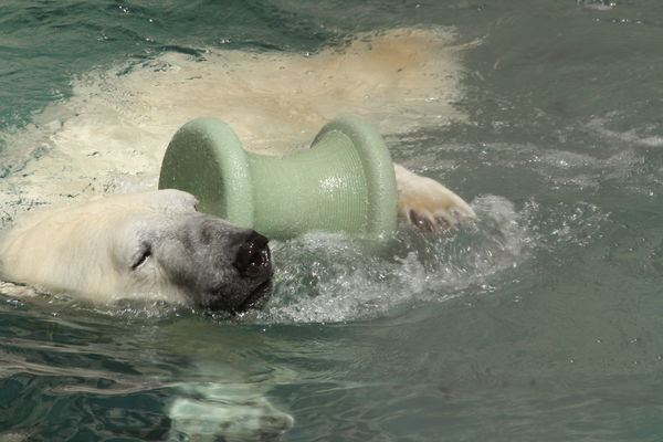 polar bear at play...
