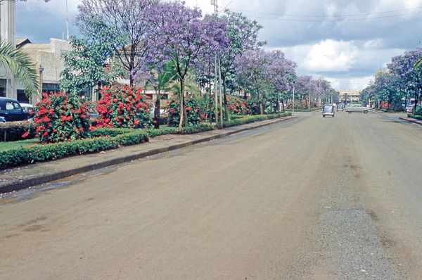 November - jacaranda time in Nairobi; red bougainv...