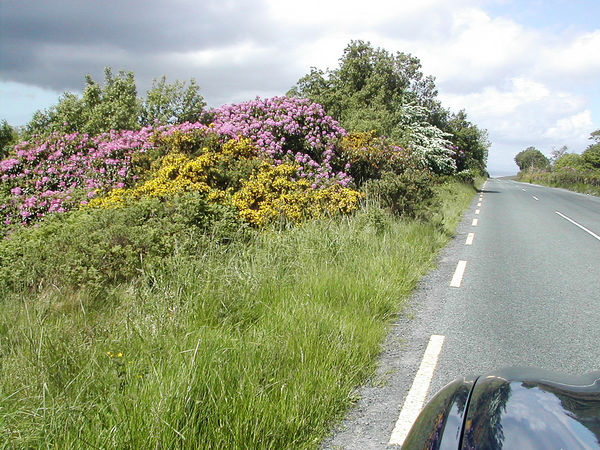 May in Donegal - gorse, rhododendron and hawthorn...