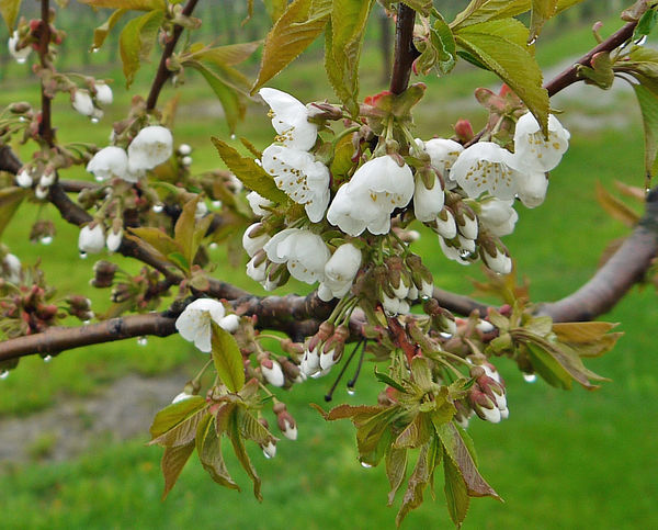 May in Niagara - apple blossom time...