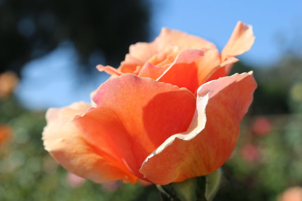 Rose in Balboa park Garden...