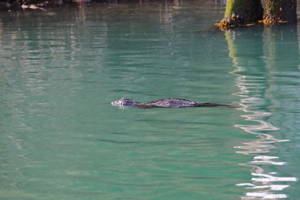 Habor seal near the pier...