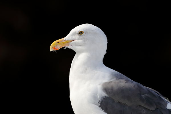 Portrait of a seagull (500mm lens)...