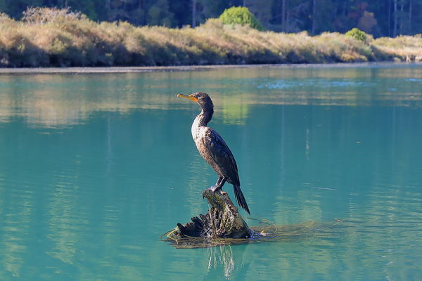 Same Cormorant as we floated by...