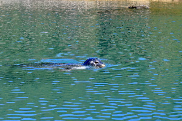 Curious Harbor Seal came fairly close to the canoe...