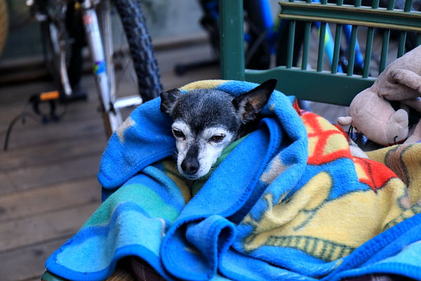 Old puppy at the boat rental shop keeping warm...