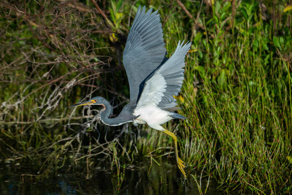 Tricoloe heron (taking off)...