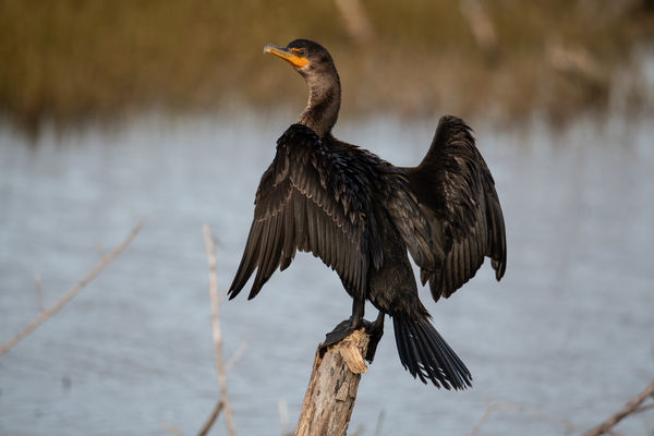 crested cormorant...
