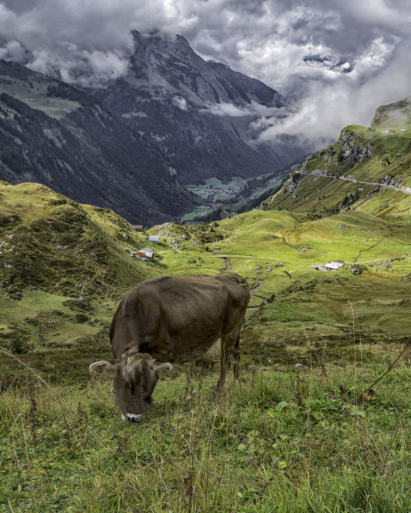 Swiss Cow...