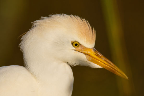 Cattle Egret (non breeding plumage)...