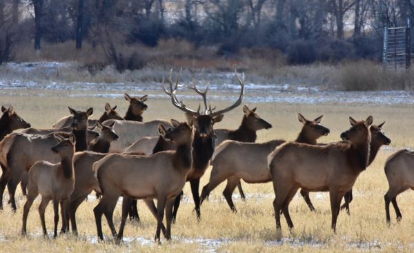 Elk Rack Together Racks: Rack has been a nuanced word through my lifetime - in this case ...