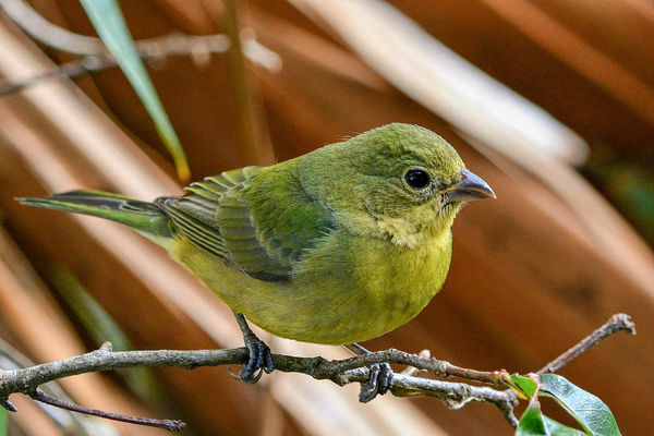 female painted bunting...