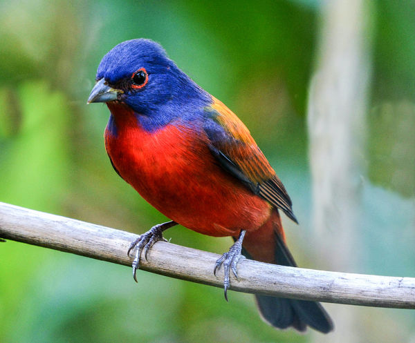 painted bunting...