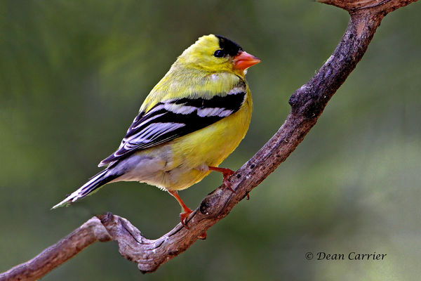 American goldfinch, Paradise, California...
