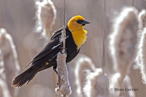 Yellow-headed blackbird, Camas NWR, Idaho...