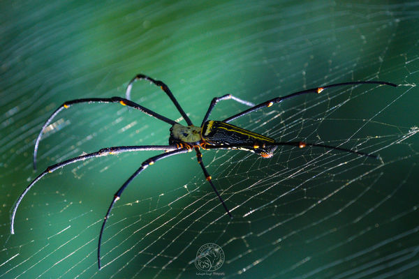 Spider and light....