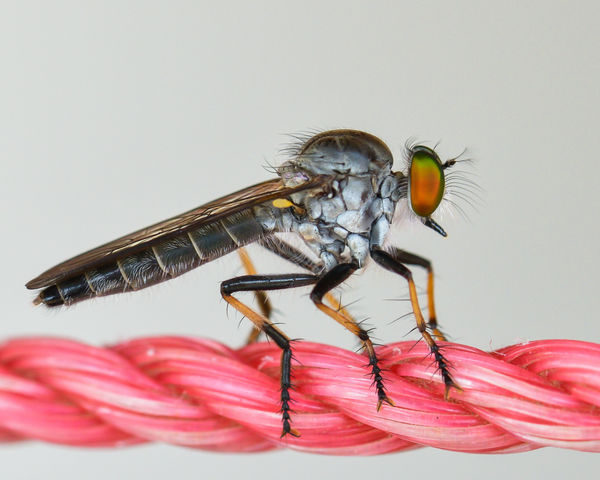 Robber fly - not candy, a clothesline!...