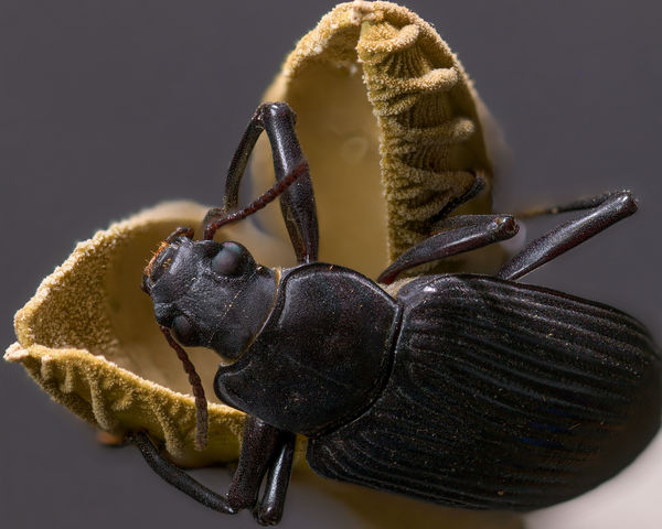 Beetle on tender teak leaves - D850 - focus stacke...