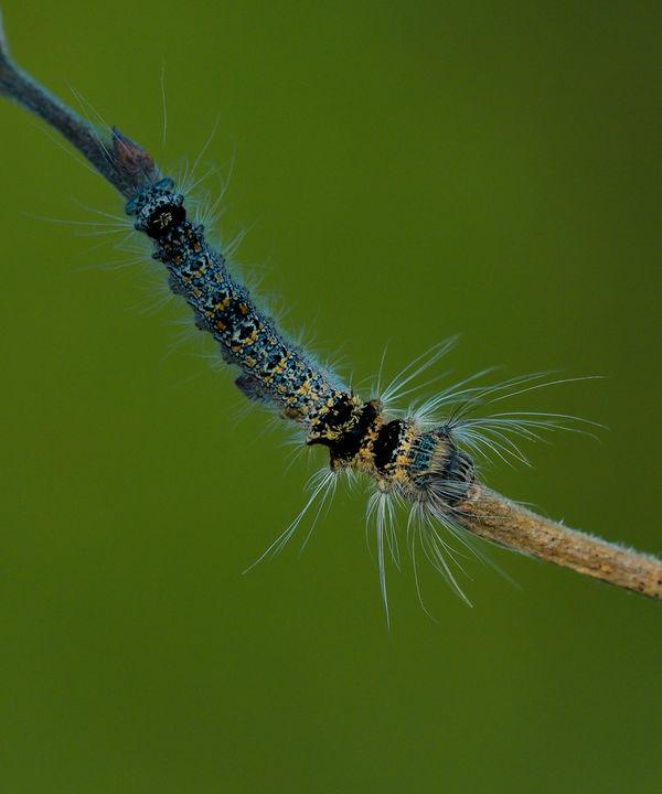 Caterpillar - the itch causing type....