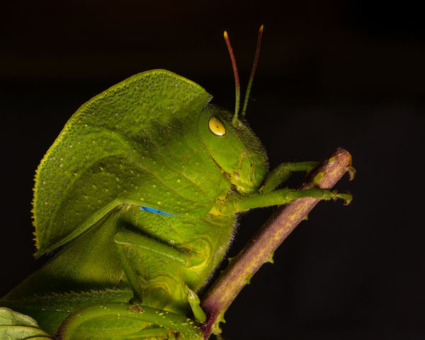 Grasshopper - D850 - focus stacked image...