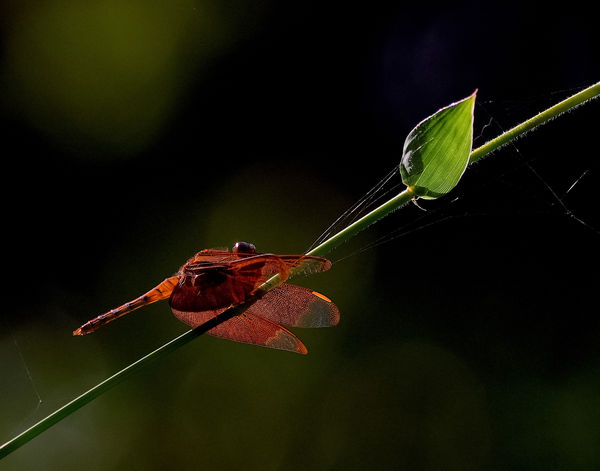 Dragonfly - beautiful light....