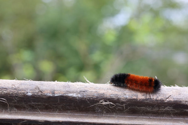 One wooly bear......