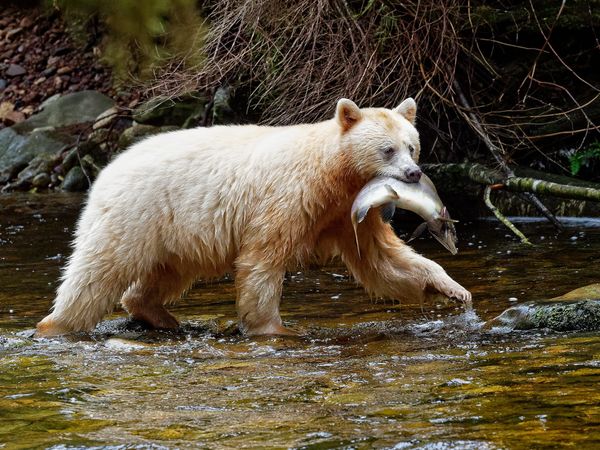 Spirit bear with pink salmon lunch...