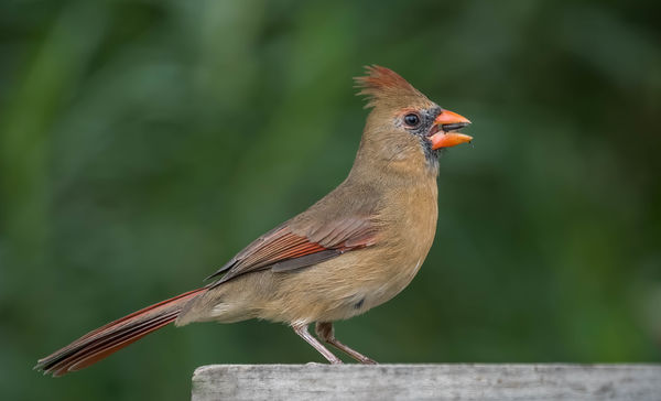 Northern Cardinal-female...