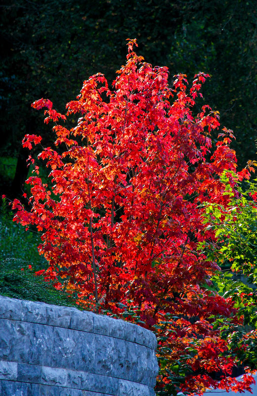 #2  This small tree with its vivid color really st...