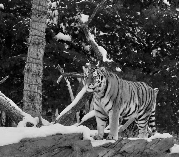 Amur (formerly Siberian) Tiger in his element....