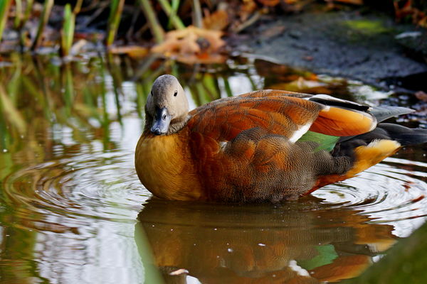 5 A South African Shell  duck at Martin mere WWT B...