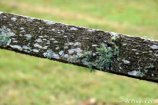 Lichen on the Rail...