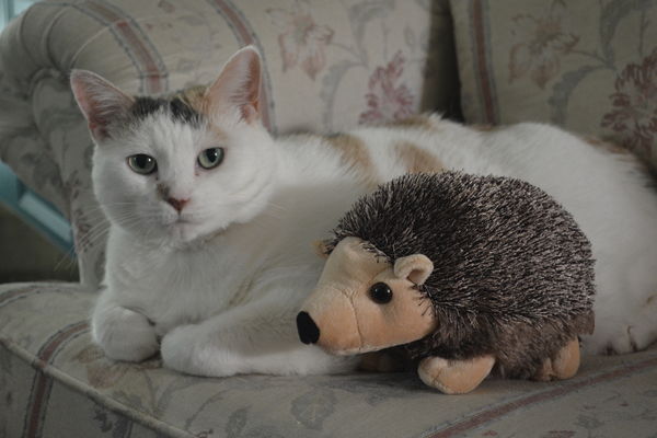 Callie with the ugly Hedghog....